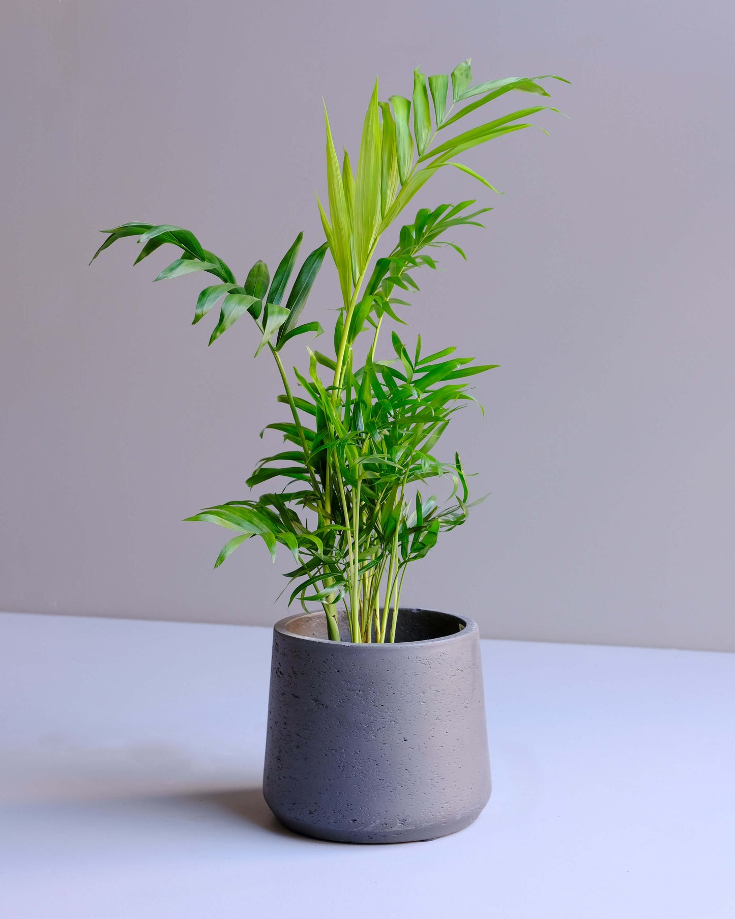 Curved Fiberclay Pot: Charcoal Grey