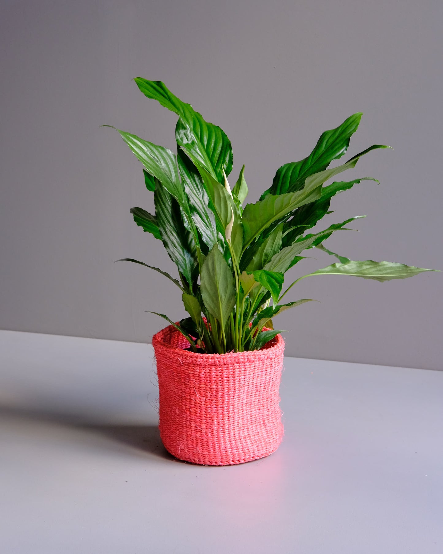 Vivid Pink hand woven Kenyan sisal basket with Peace Lilly