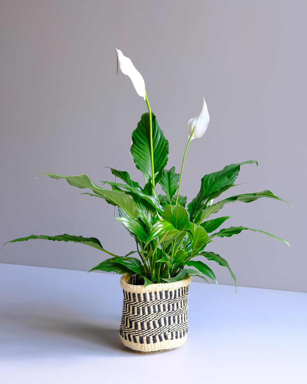 Black &amp; white Sisal hand Woven Kenyan basket with flowering Peace Lilly 