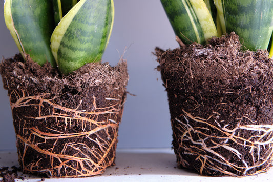 snake plants naked roots 