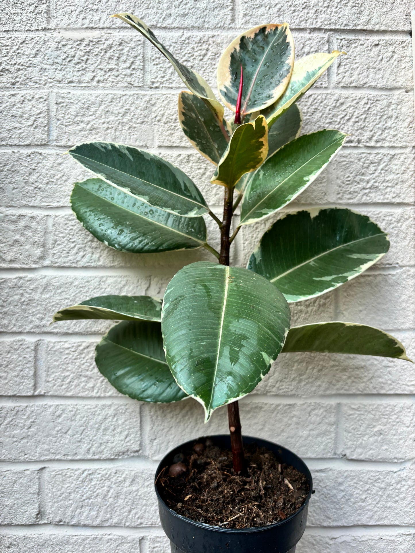 Rubber Plant Tineke