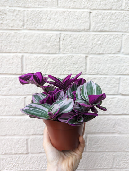 Tradescantia Nanouk (Clearance)