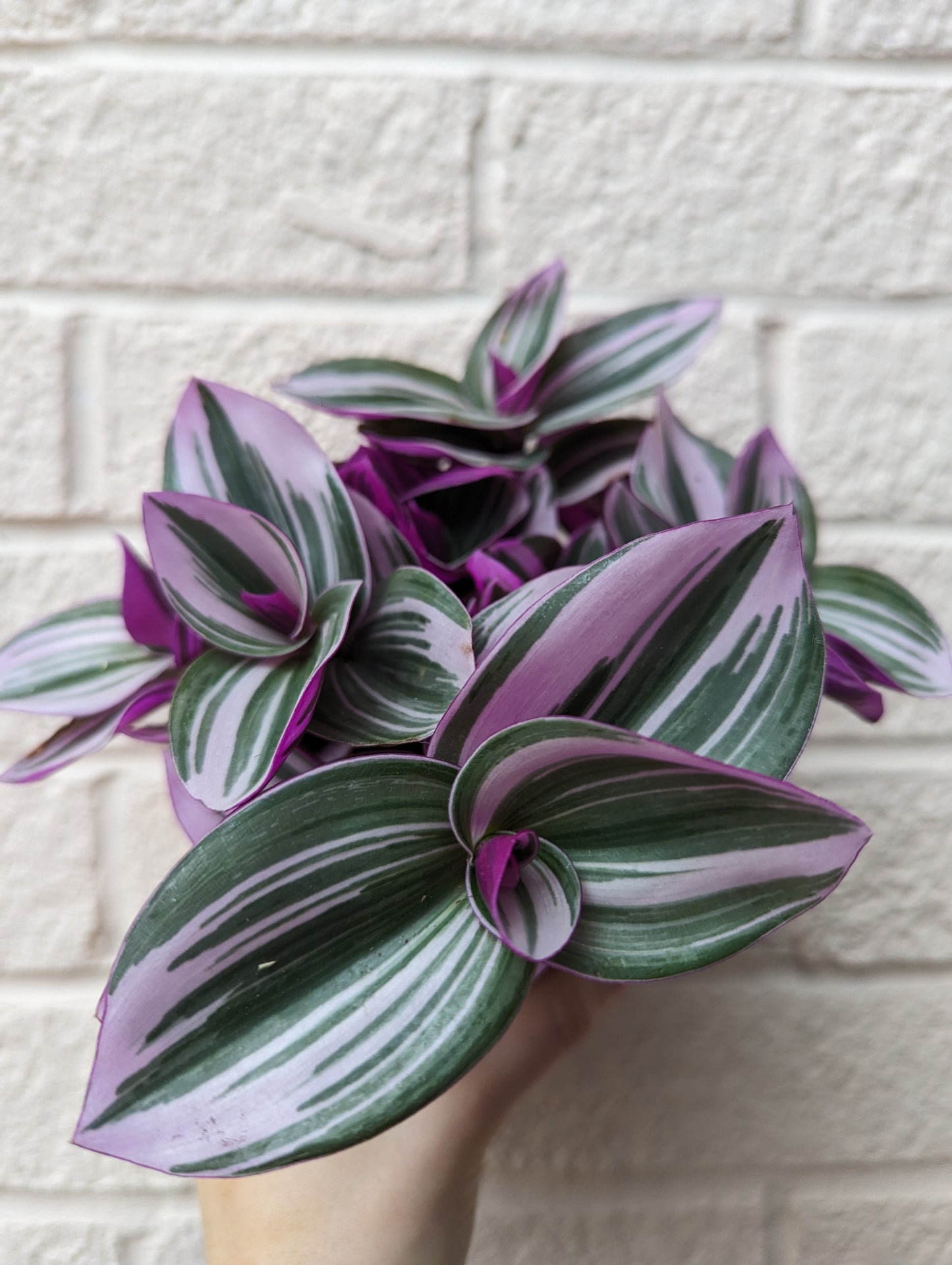 Tradescantia Nanouk (Clearance)