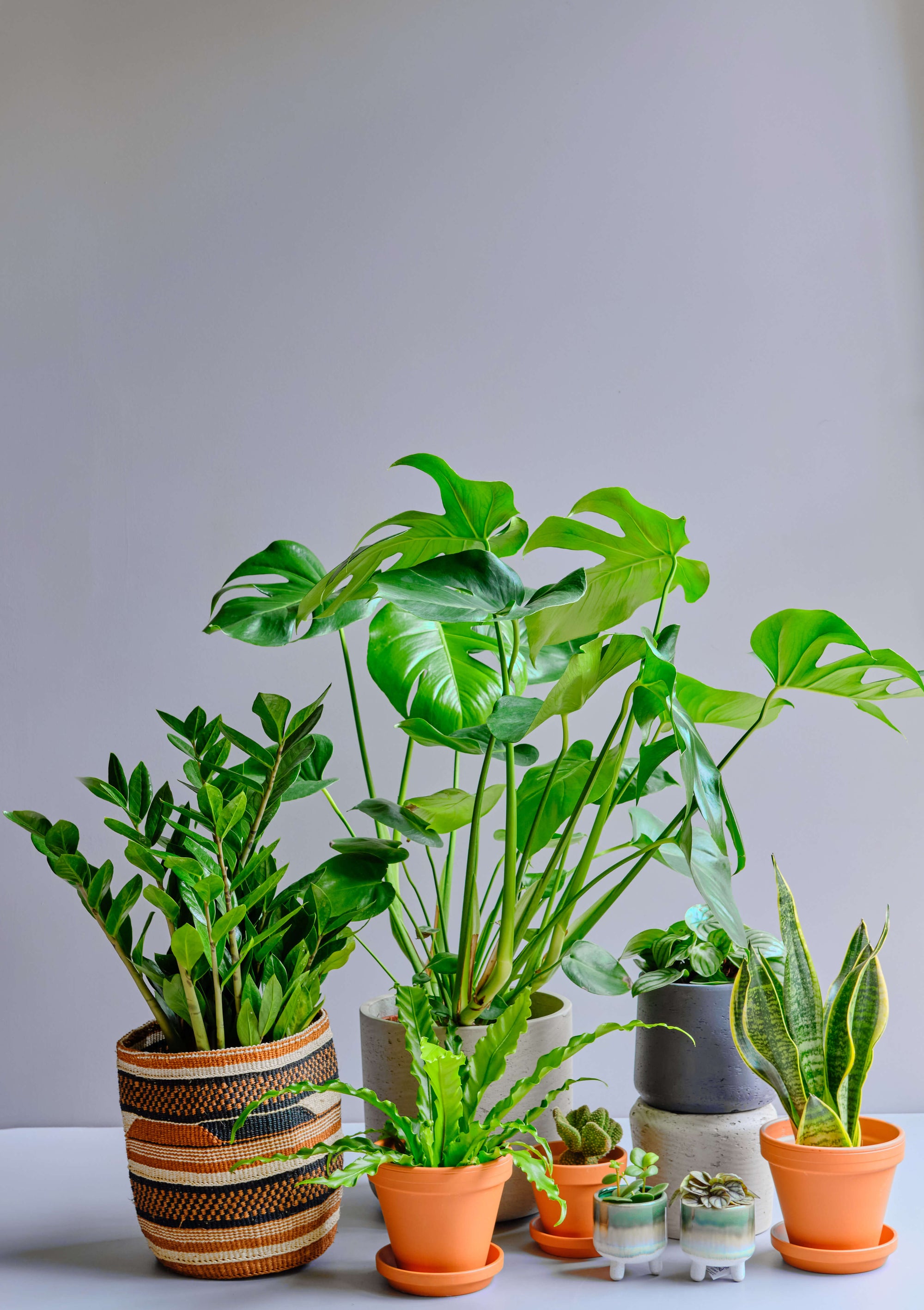 Monstera in decorative pot, Birds nest fern in terracotta pot, ZZ plant in decorative sisal basket, Snake plant in terracotta pot, Cactus in terracotta pot, Watermelon Peperomia in terracotta pot, two small peperomia variants in small green planters 