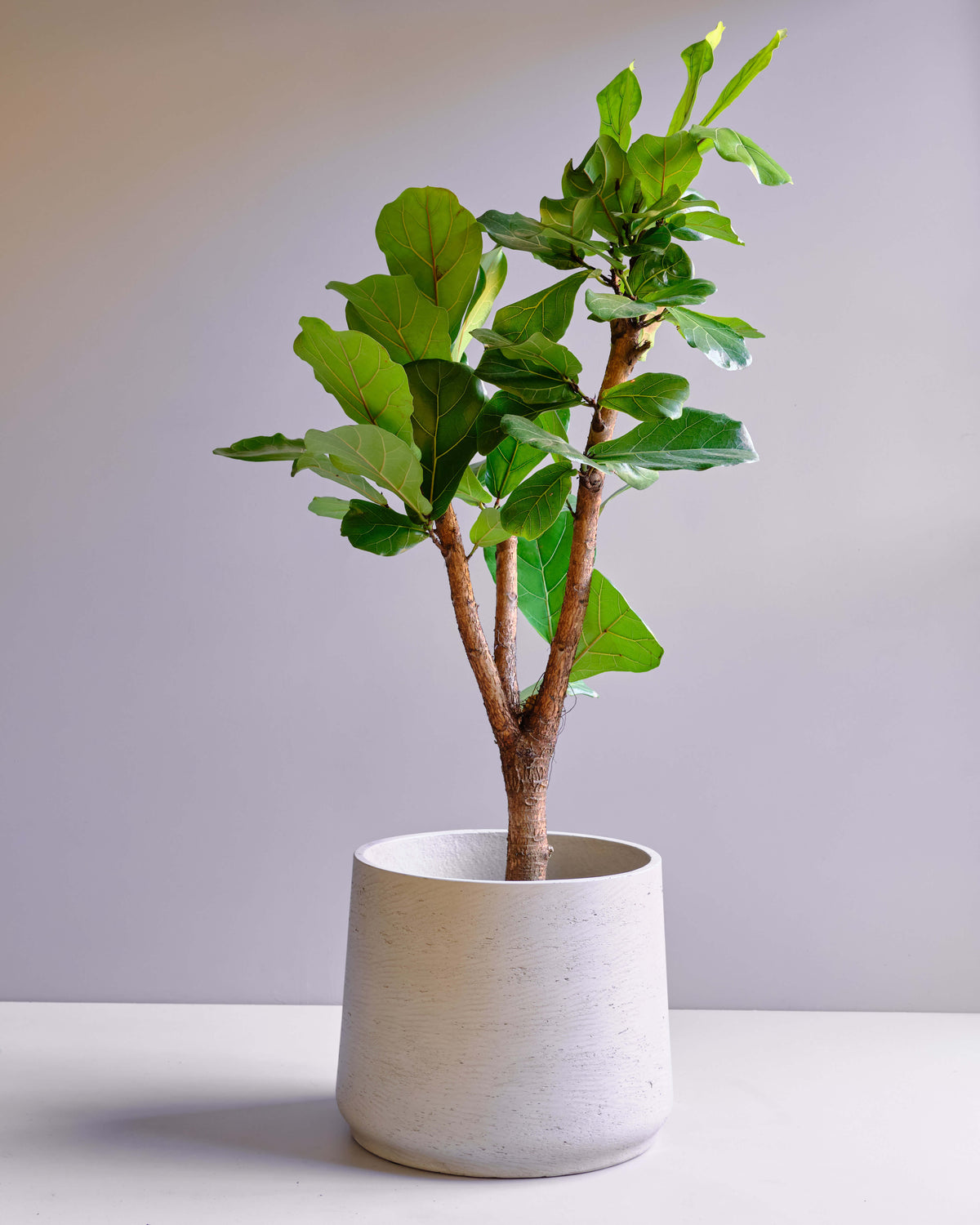 Fiddle Leaf Fig Tree