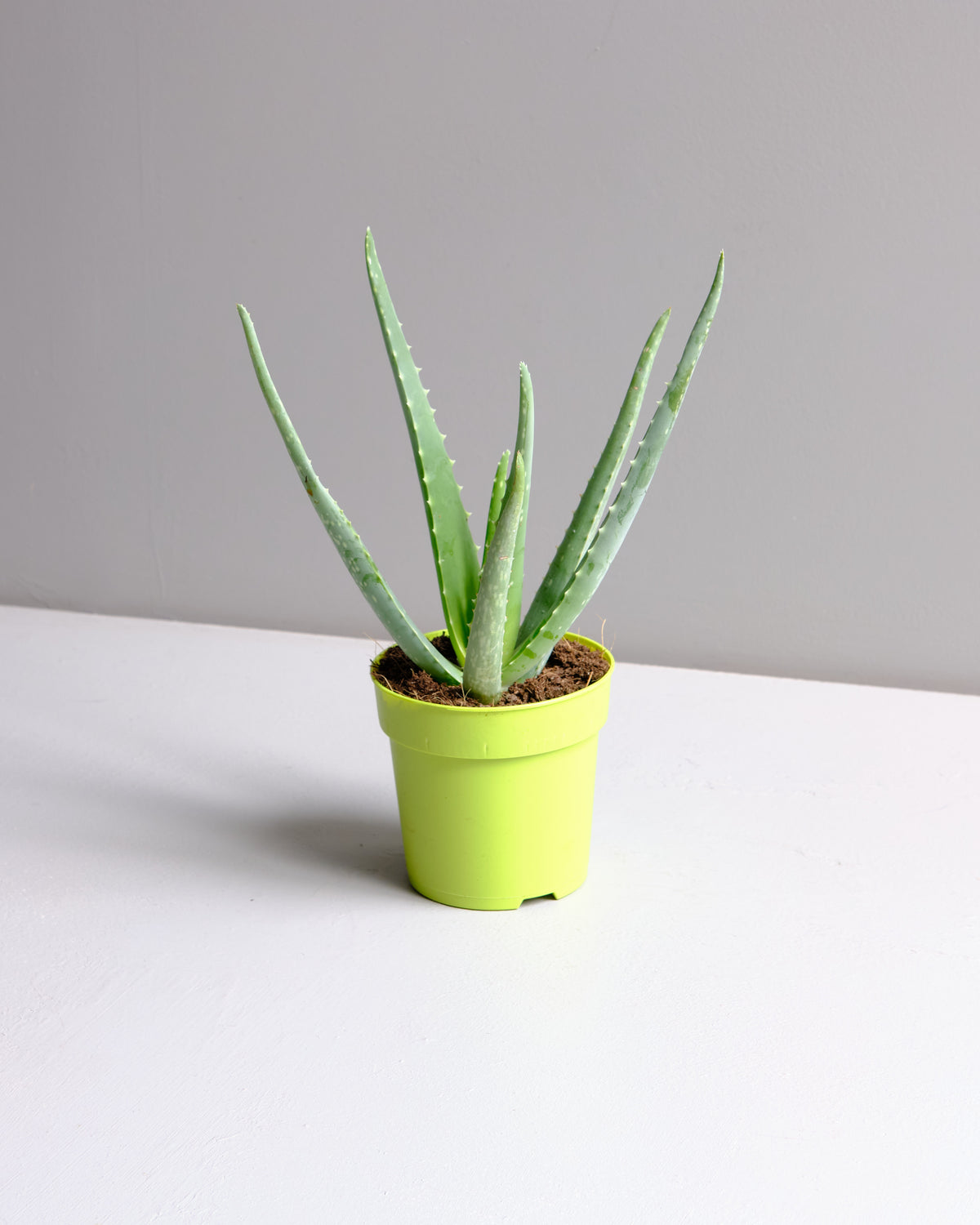Aloe Vera in  plastic nursery pot 