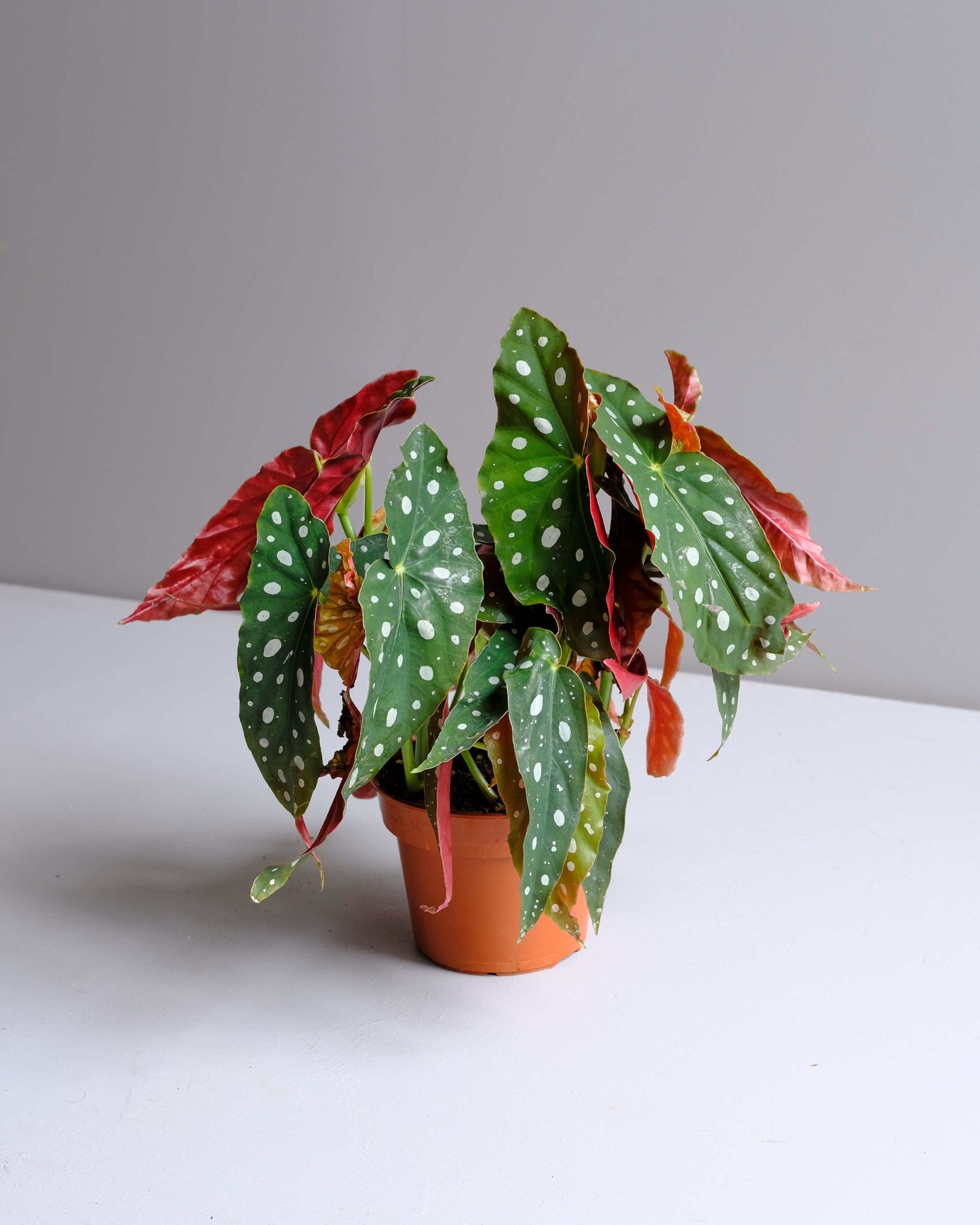 Polka Dot Begonia