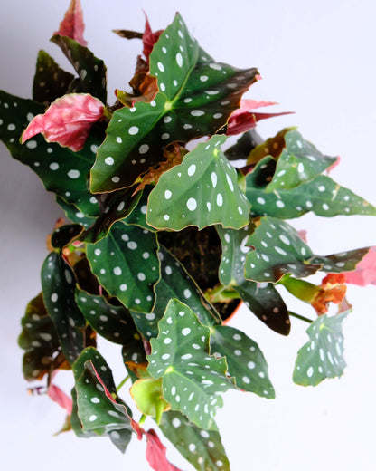 Polka Dot Begonia