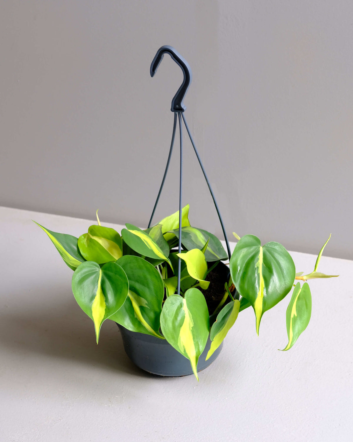 brasil philodendron Sweetheart Plant in plastic hanging nursery pot _Philodendron Scandens