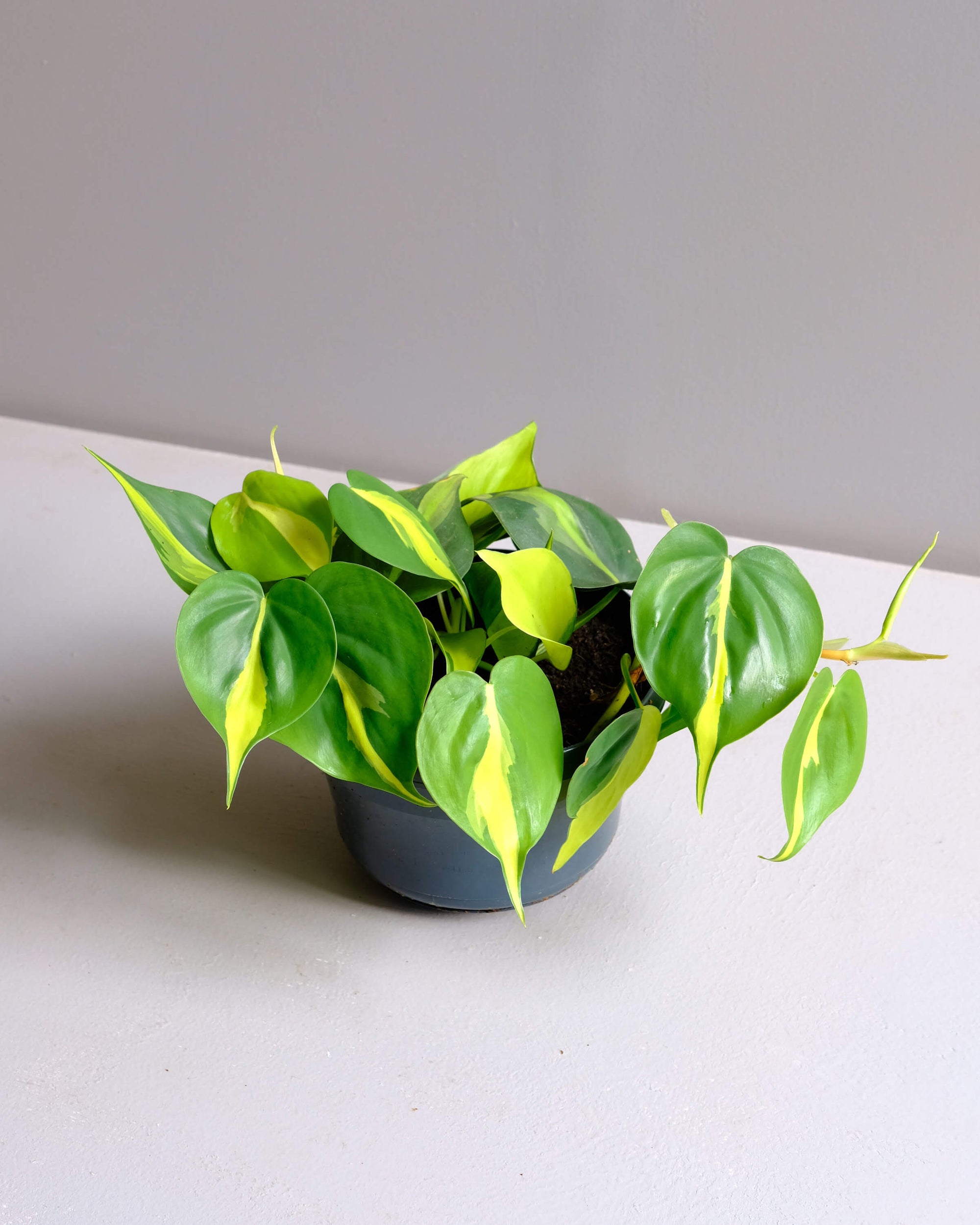 brasil philodendron Sweetheart Plant in plastic nursery pot_Philodendron Scandens