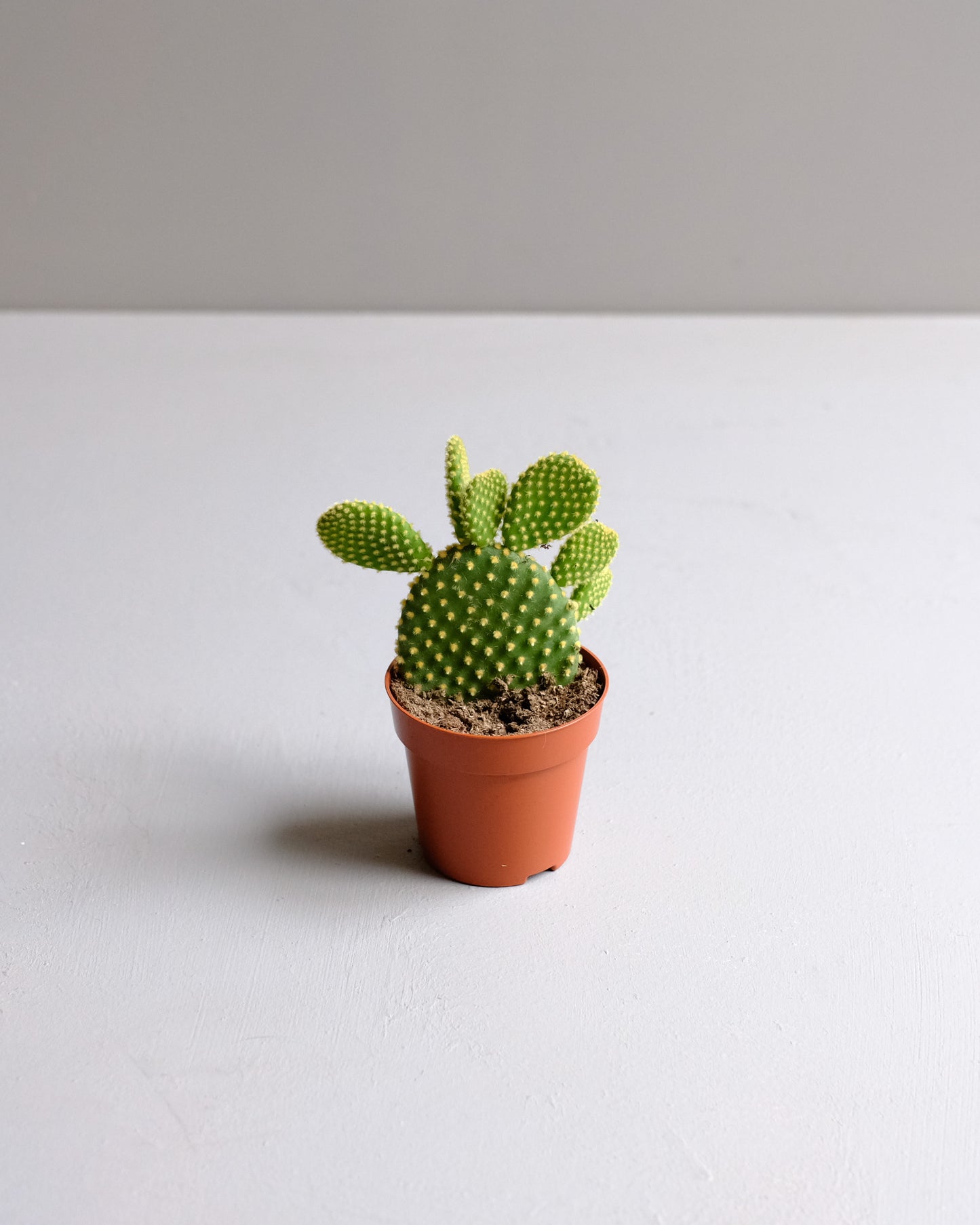 Prickly Pear Cactus