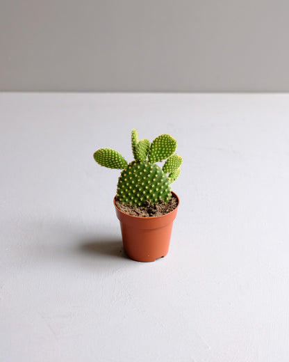 Prickly Pear Cactus