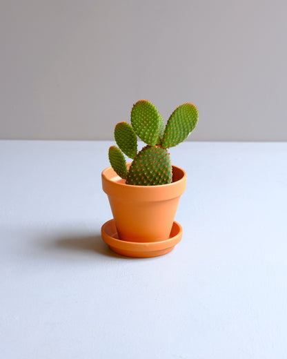 Prickly Pear Cactus