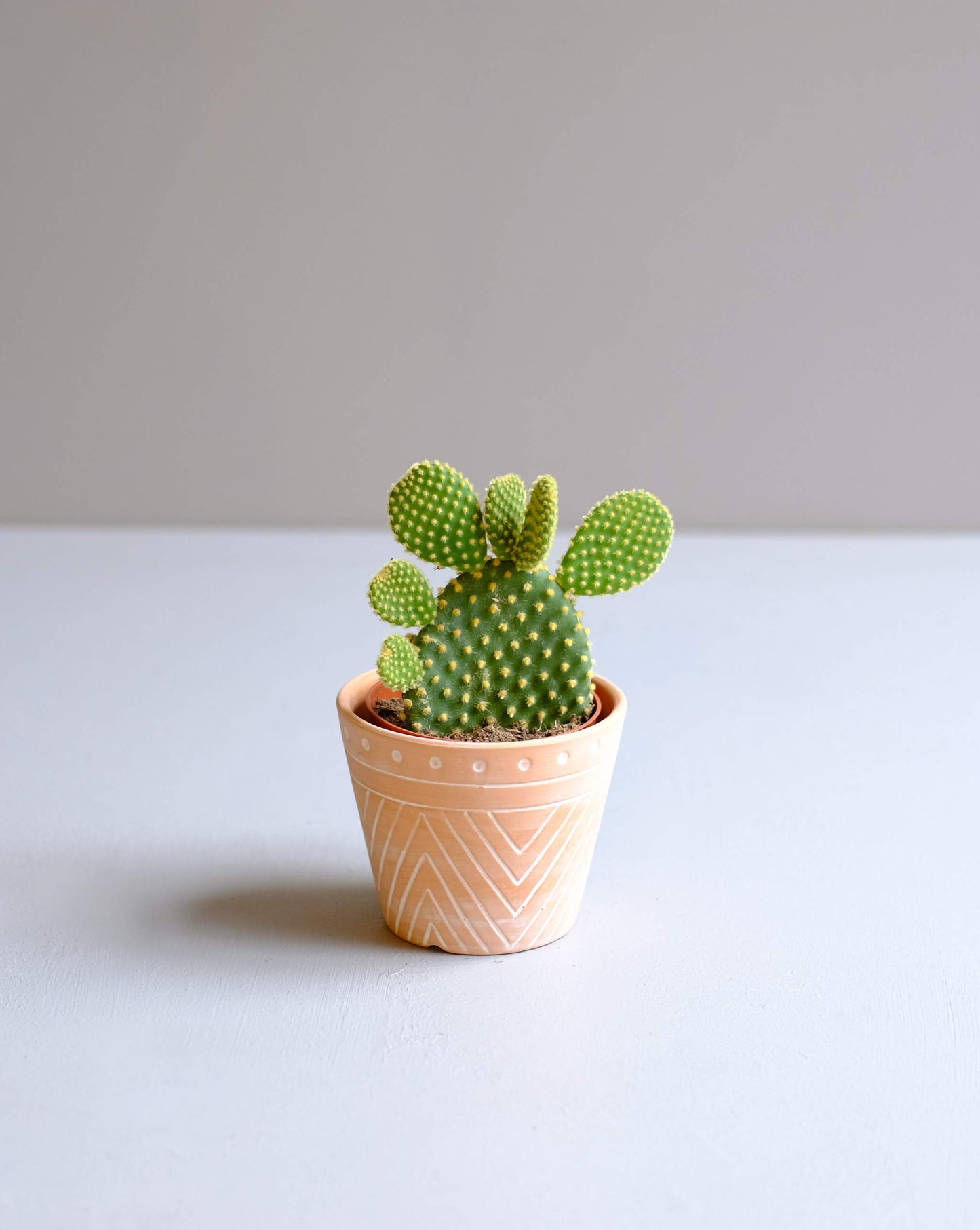 Prickly Pear Cactus