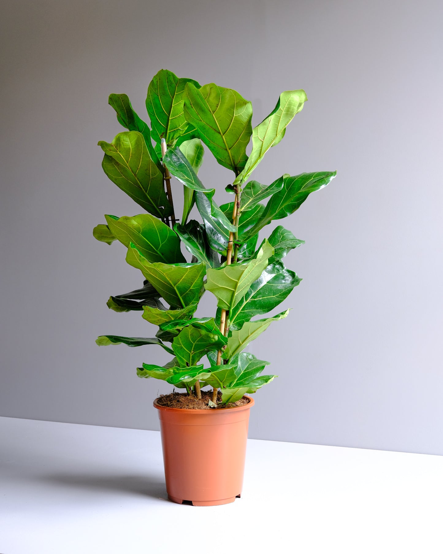 fiddle leaf bush in plastic nursery pot