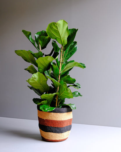 fiddle leaf bush in sisal hand woven decorative basket 