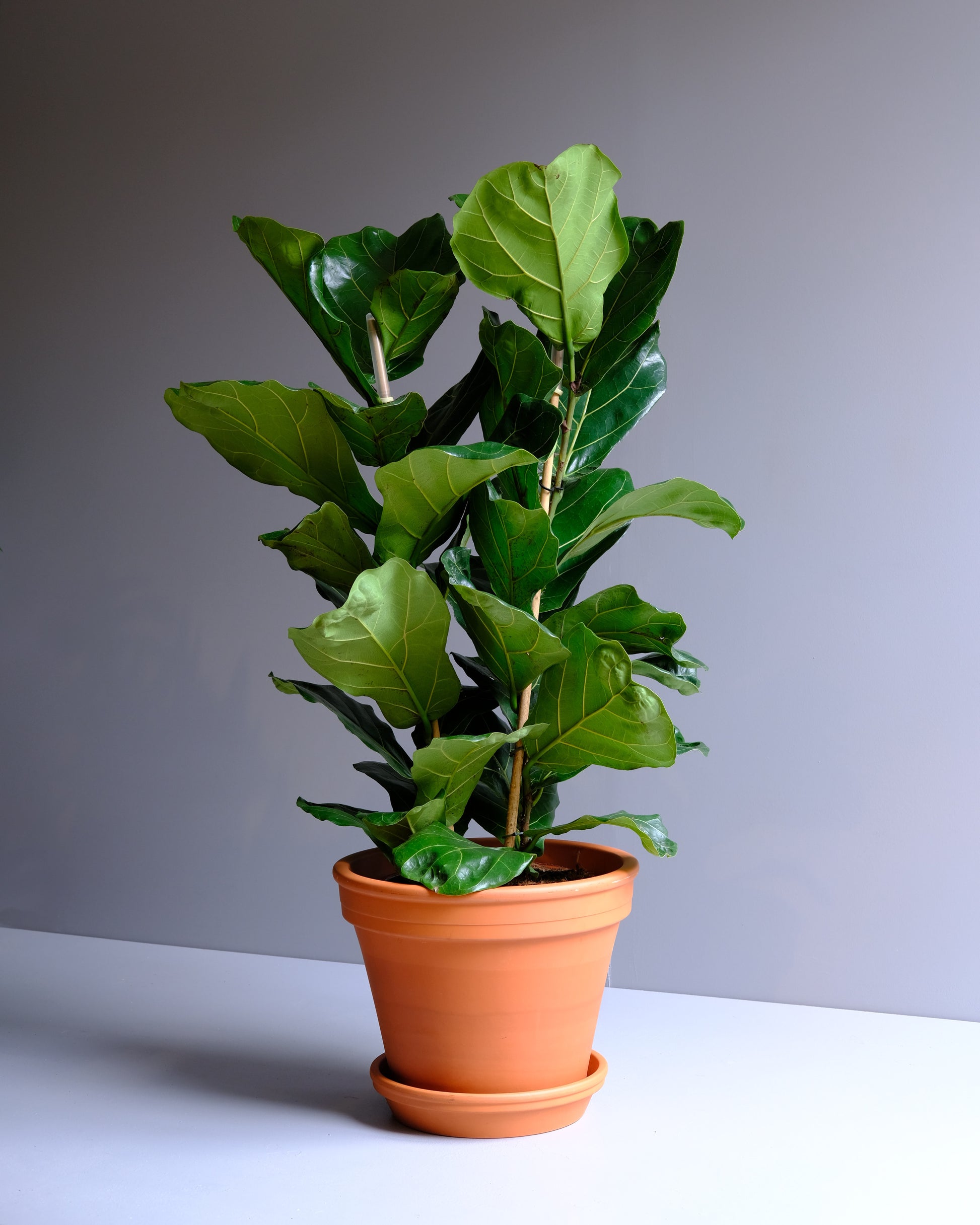 fiddle leaf bush in terracotta planter