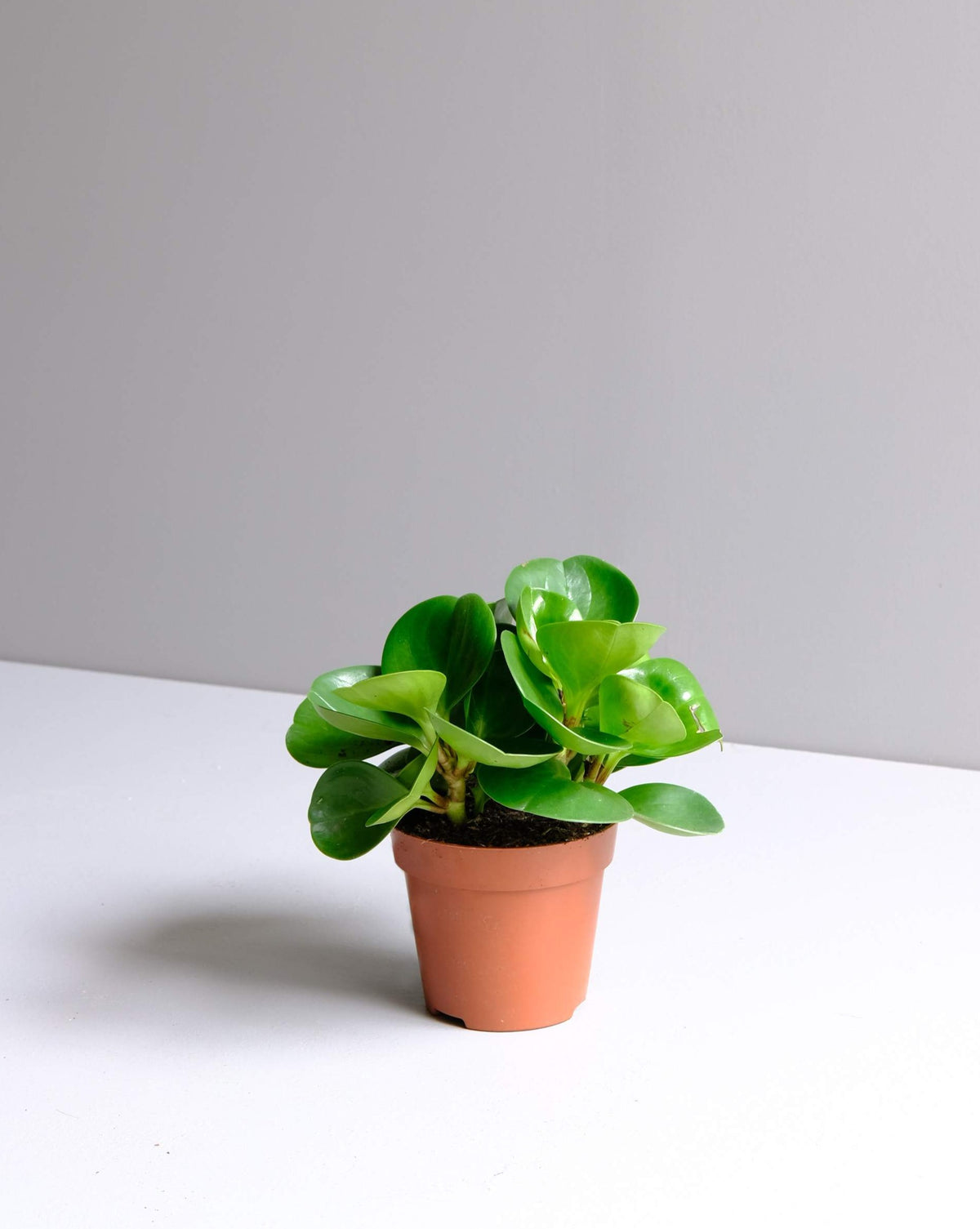 Peperomia Obtusifolia