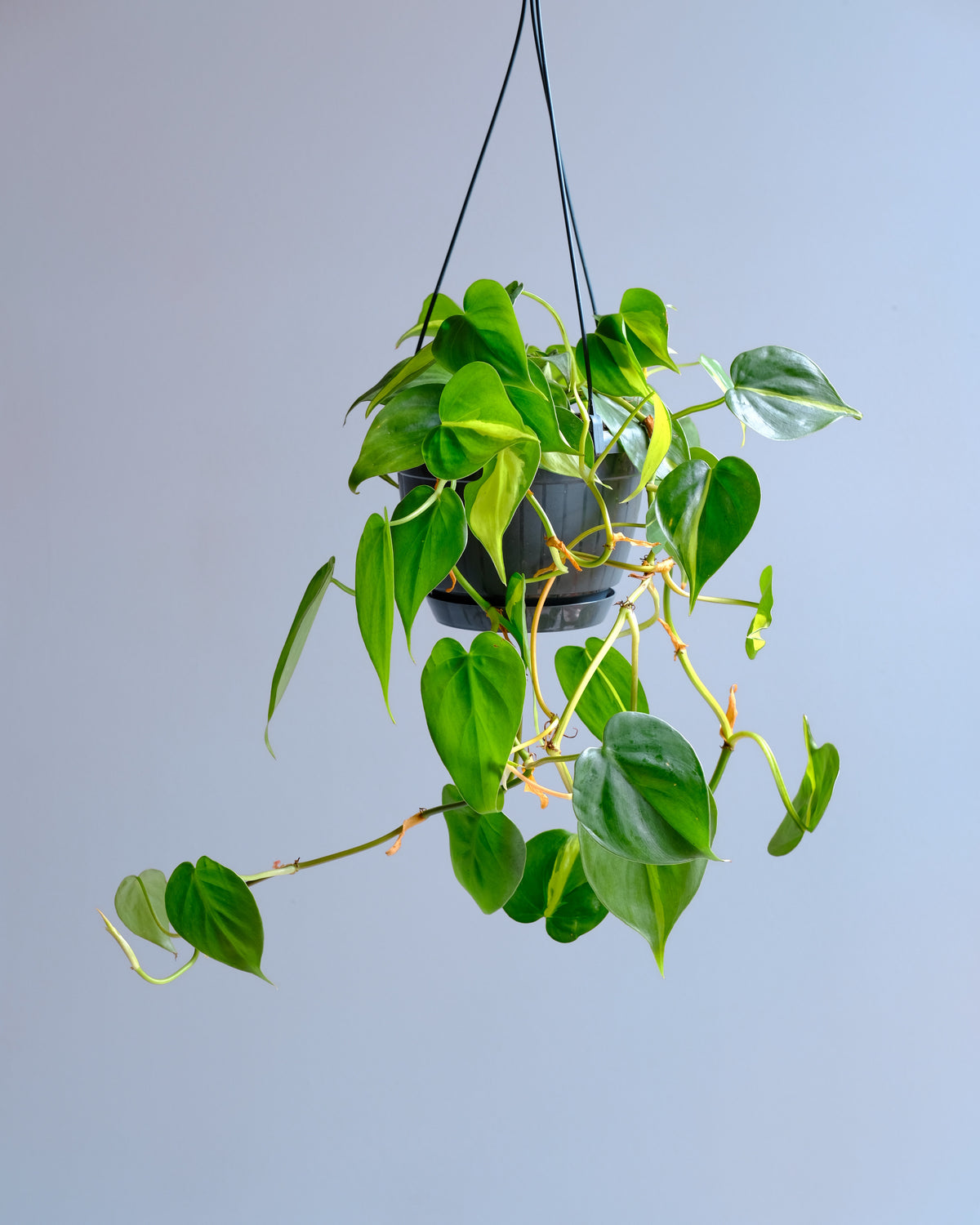 brasil philodendron Sweetheart Plant in plastic hanging nursery pot