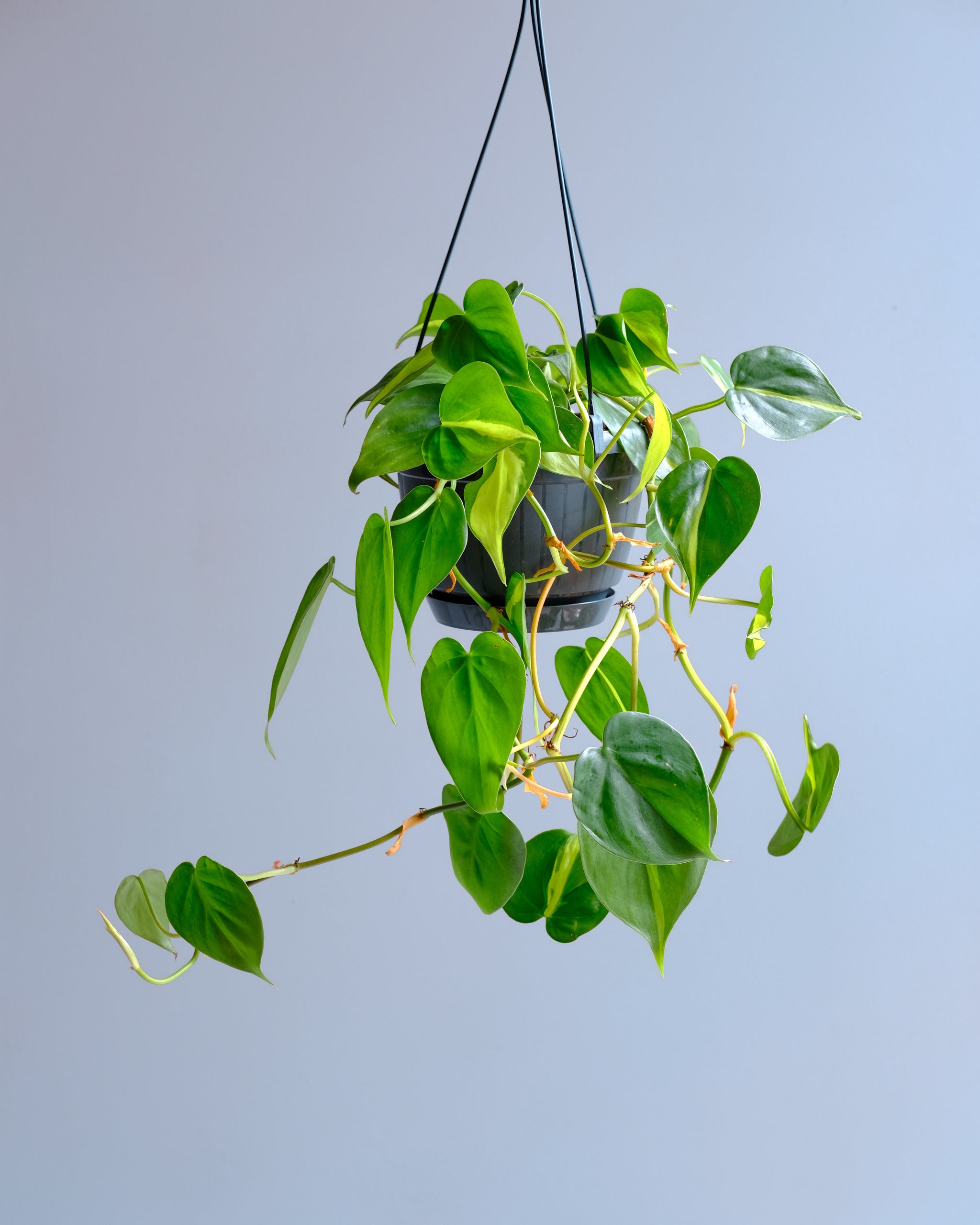 Brasil Philodendron  Low Light Plants for Beginners - Elephant