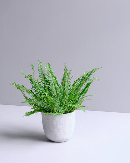 Boston Fern in Grey clay planter