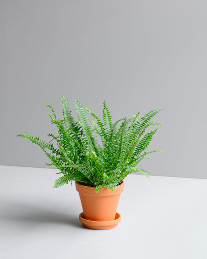 Boston fern in terracotta planter 