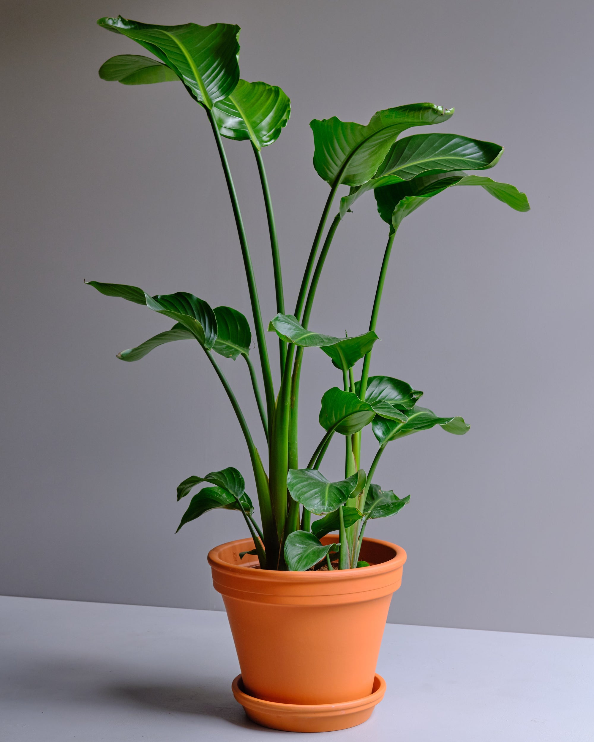 Bird of paradise in terracotta pot and saucer_Strelitzia Nicolai 