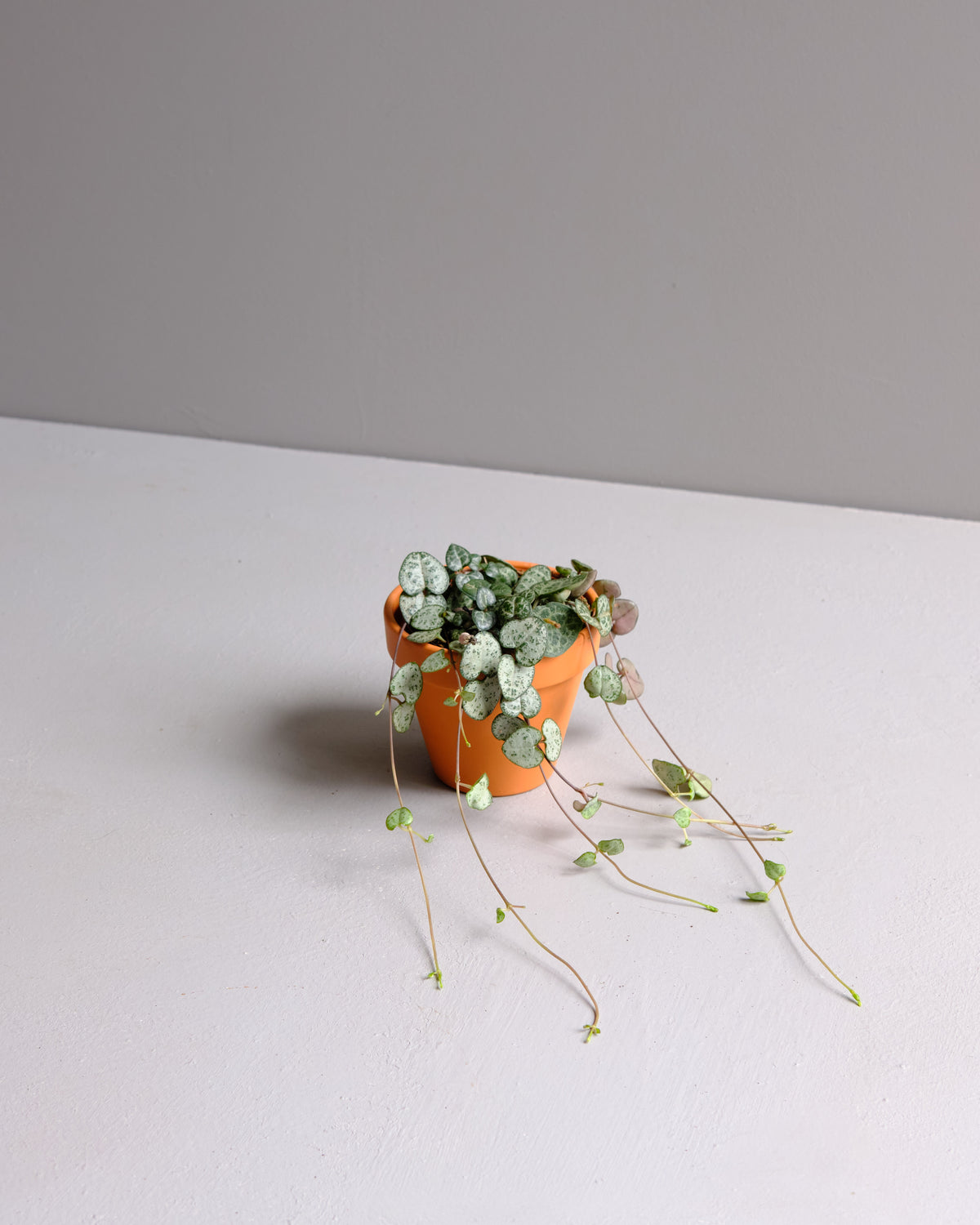 String of Hearts