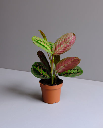 Maranta Leuconeura Tricolor