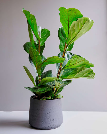 fiddle leaf bush in dark grey planter