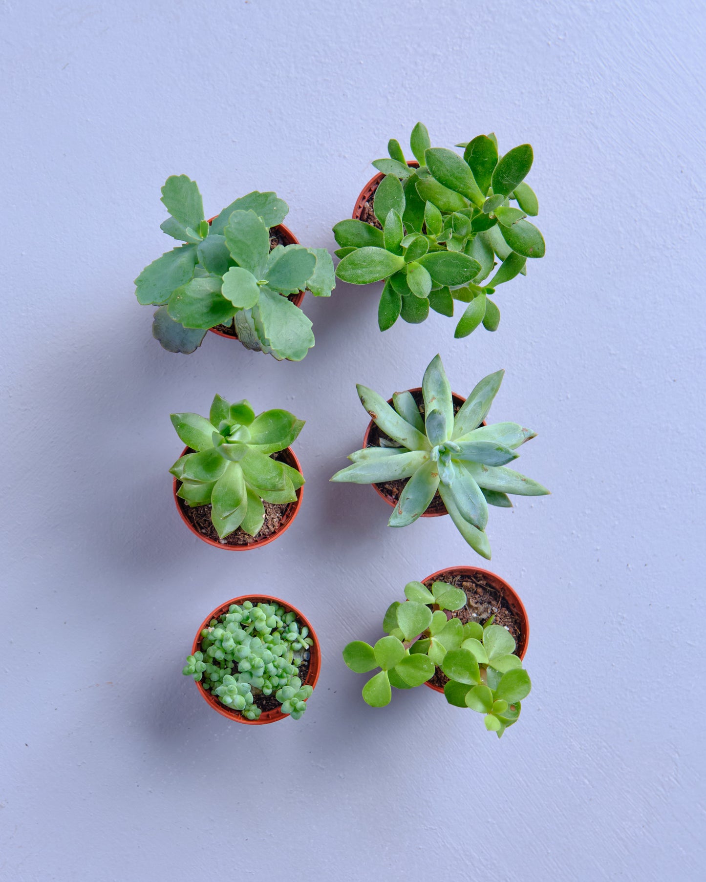 Succulent Trio