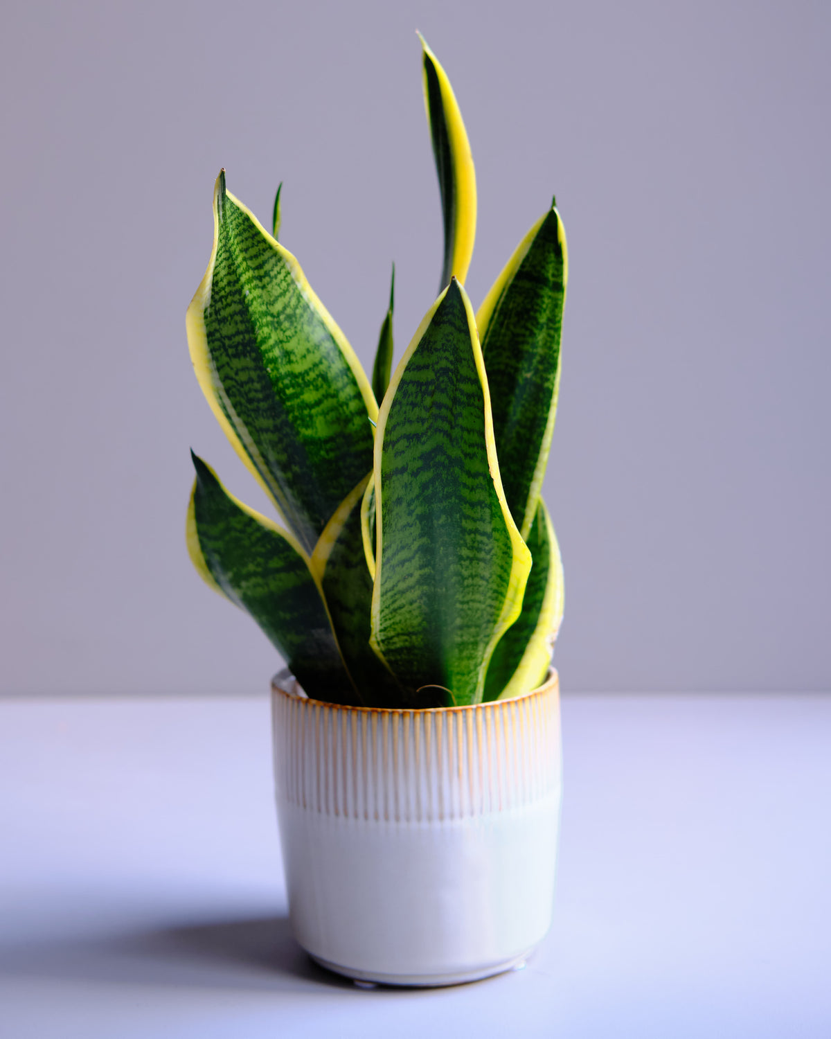 Snake Plant