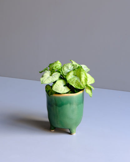 Positano Pot - Medium