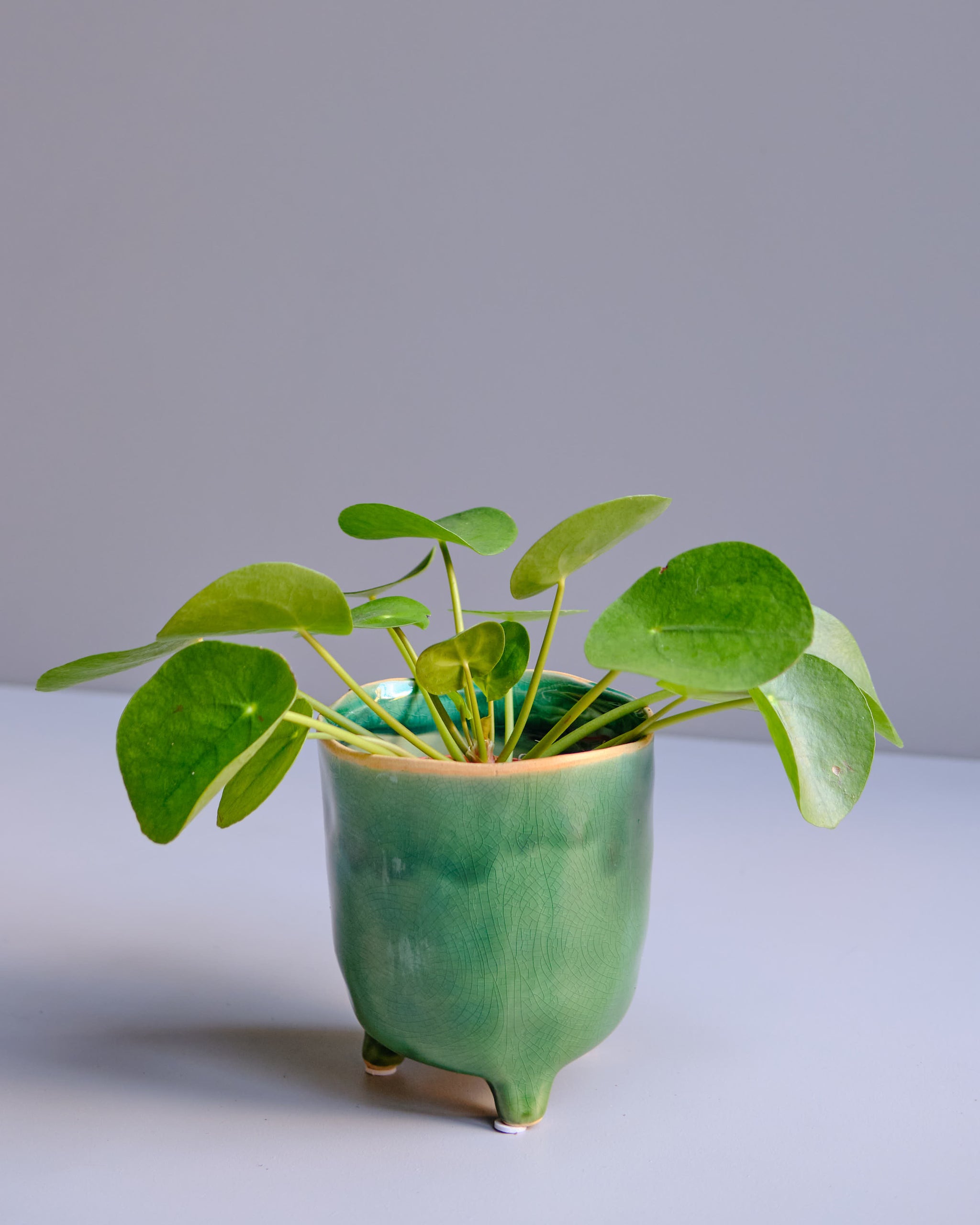 Pilea Peperomioides UFO Plant Elephant Cactus