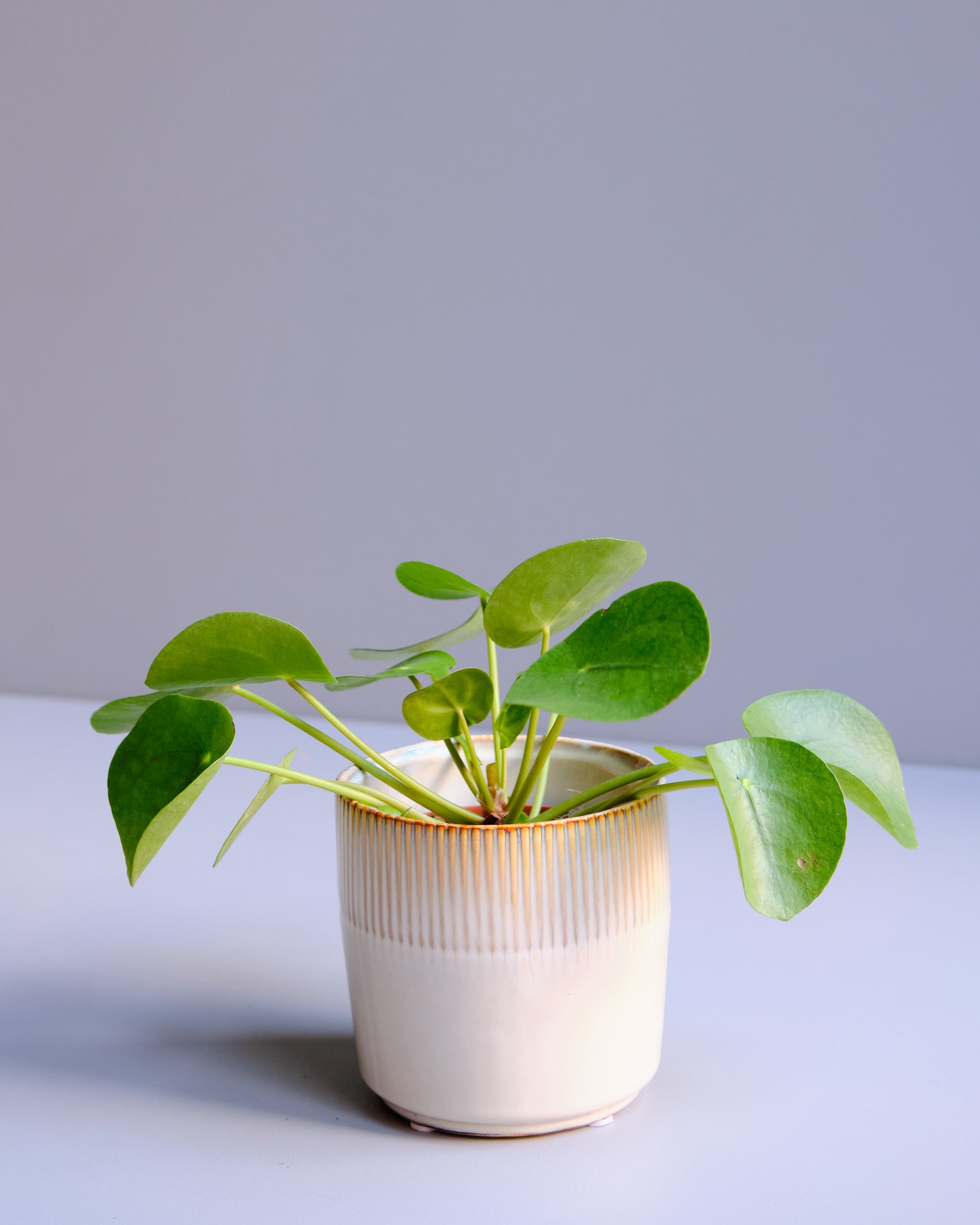 Peperomioides store