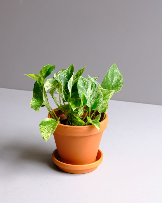 Marble Queen Pothos