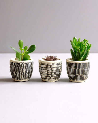 Succulent Trio