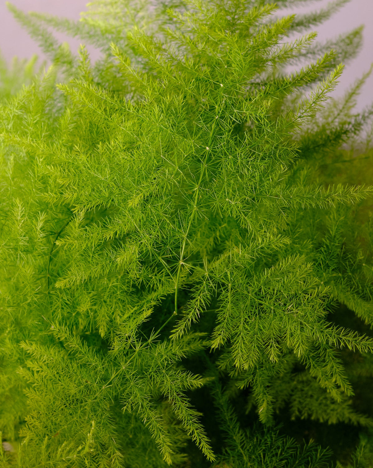 Asparagus Setaceus /fern 