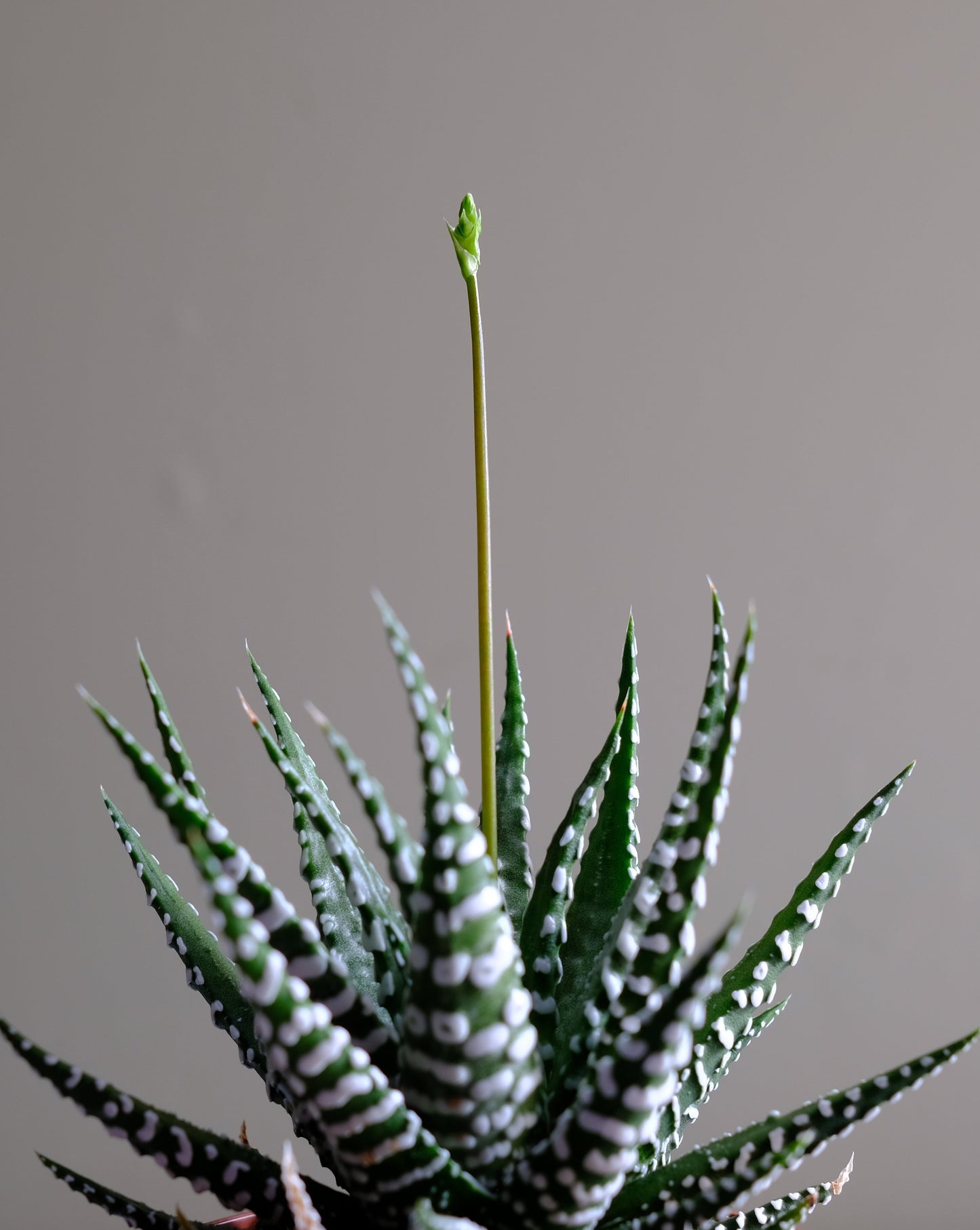 Zebra Plant