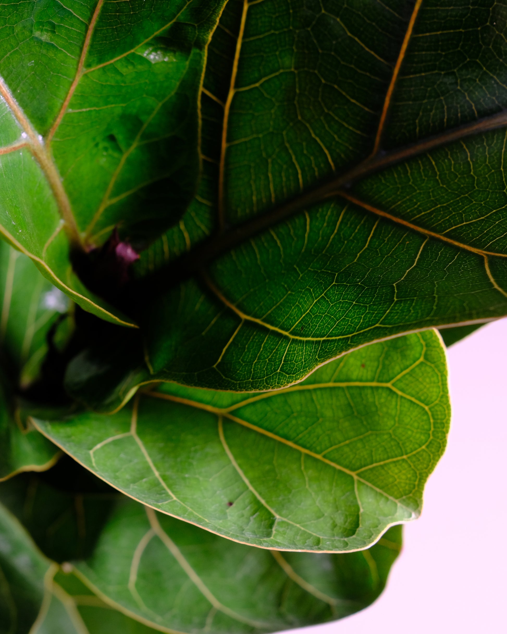 fiddle leaf fig leaves veins