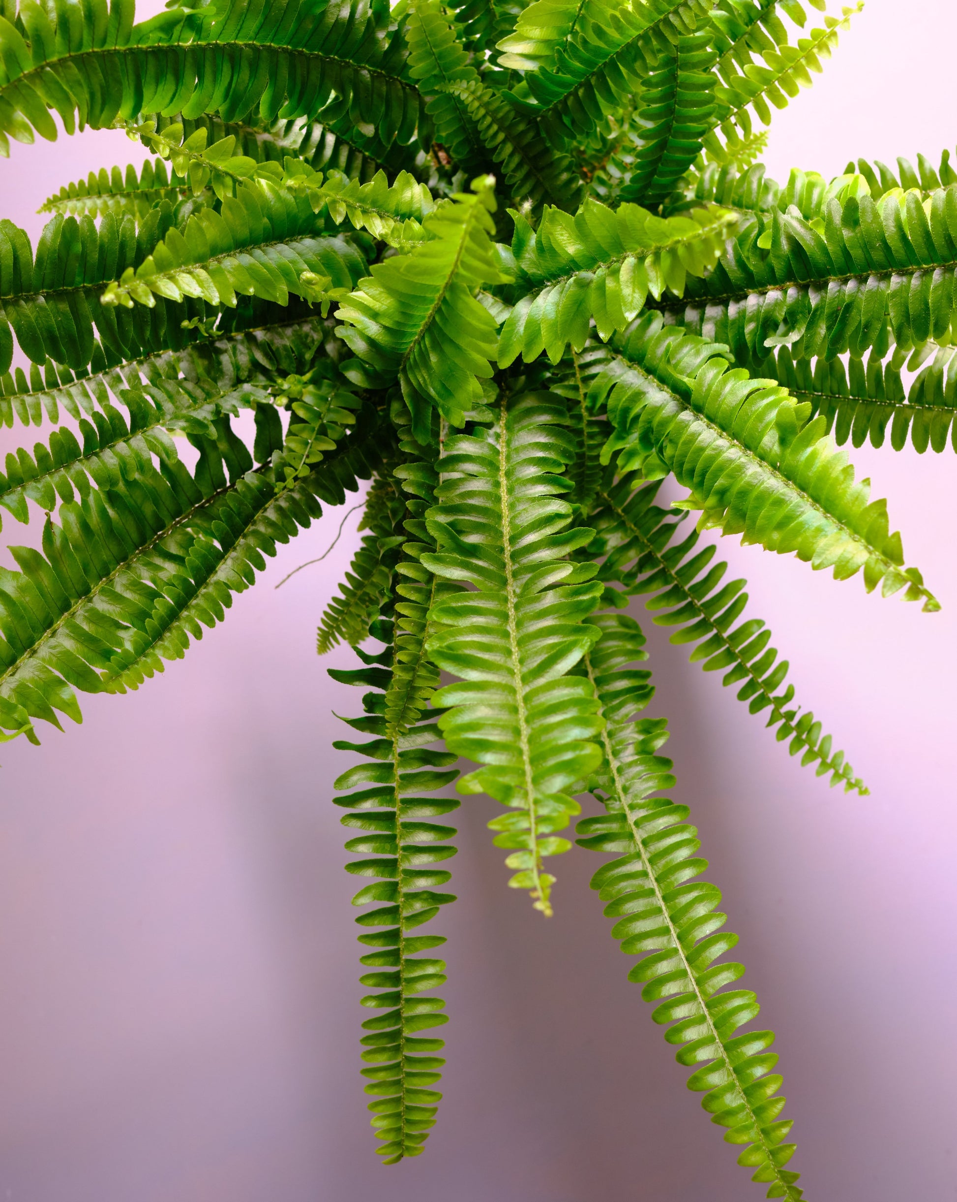 boston fern overhead view closeup