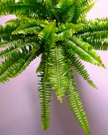 boston fern overhead view closeup