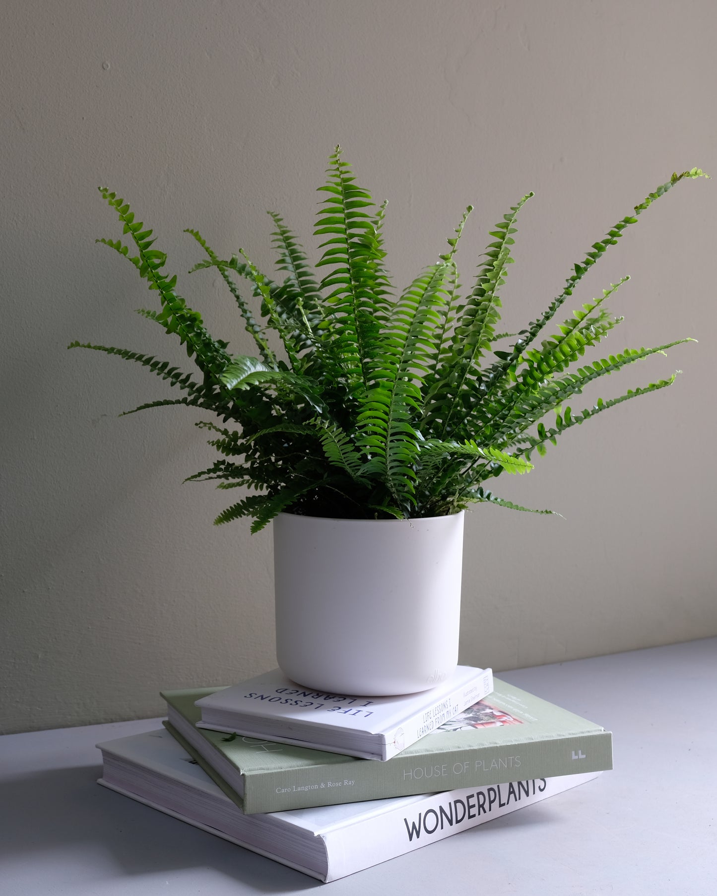 Boston fern elho white planter