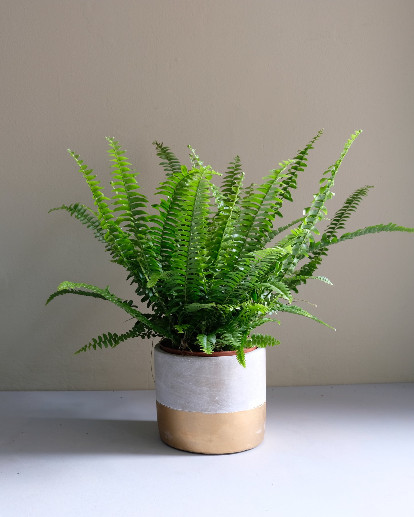 Boston Fern in Gold Dip Planter