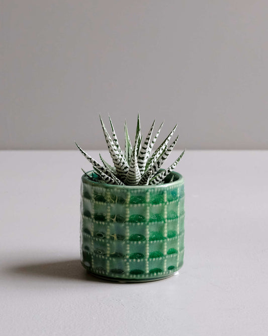 Zebra Plant