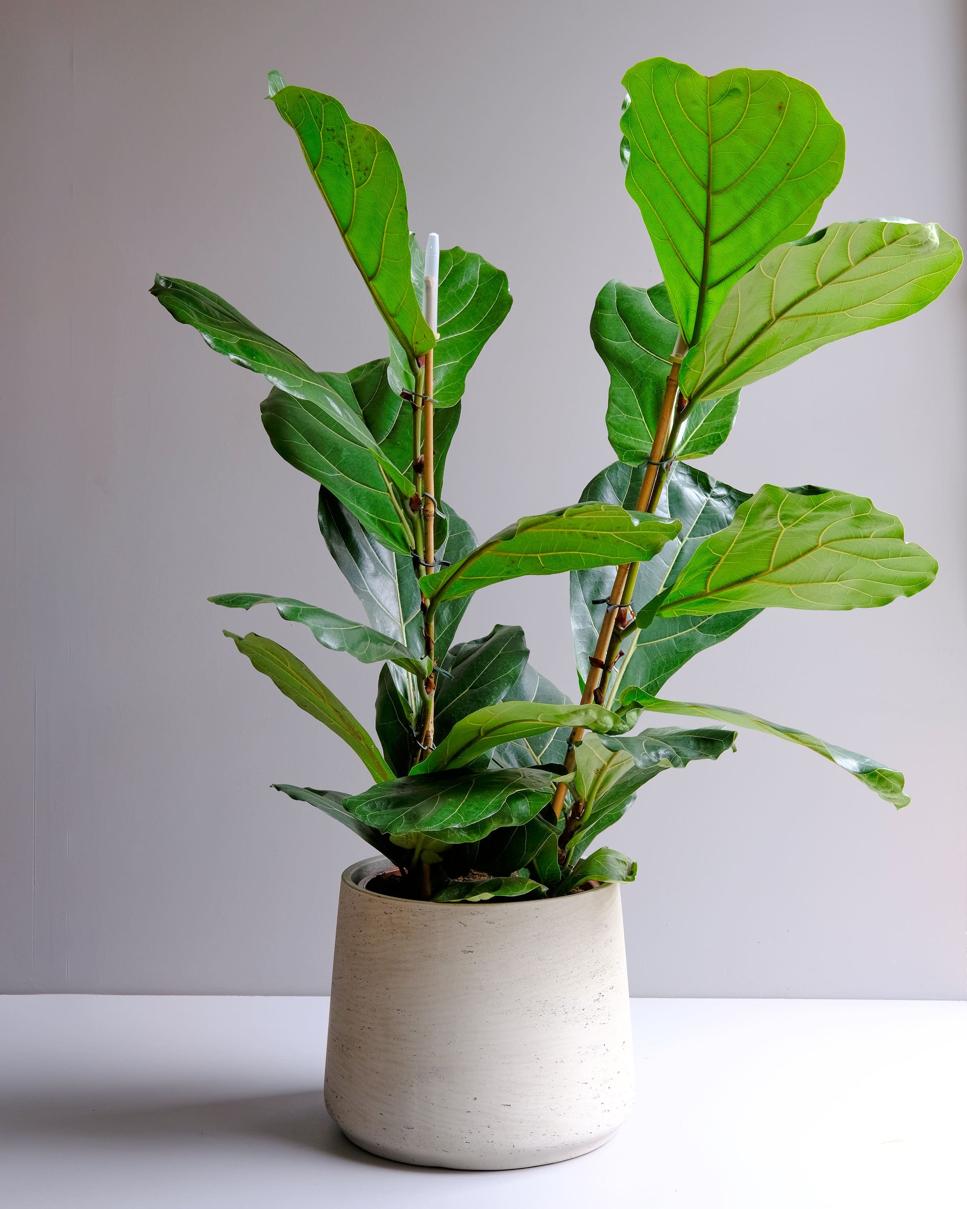 fiddle leaf bush in light grey planter