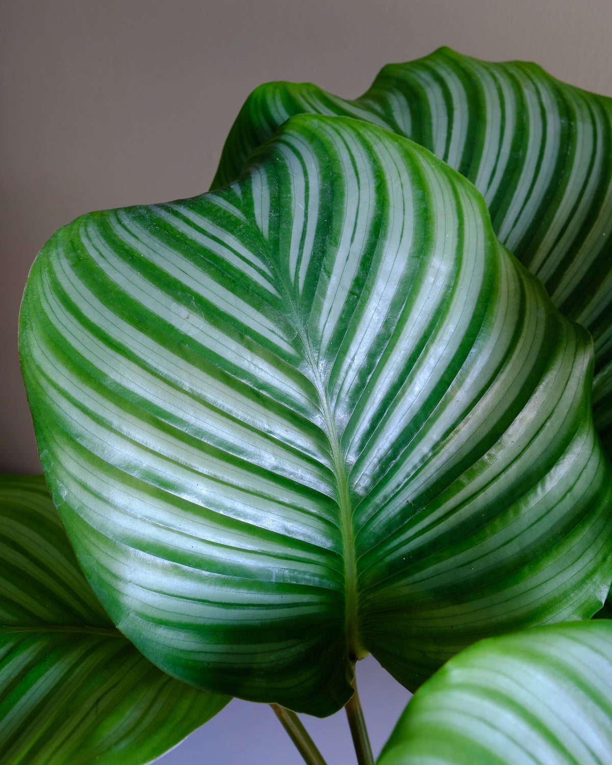 calathea orbifolia leaf 