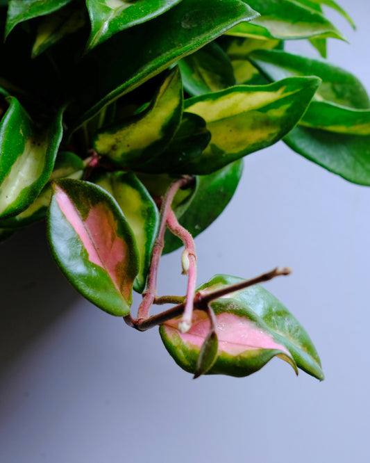 hoya carnosa tricolor 