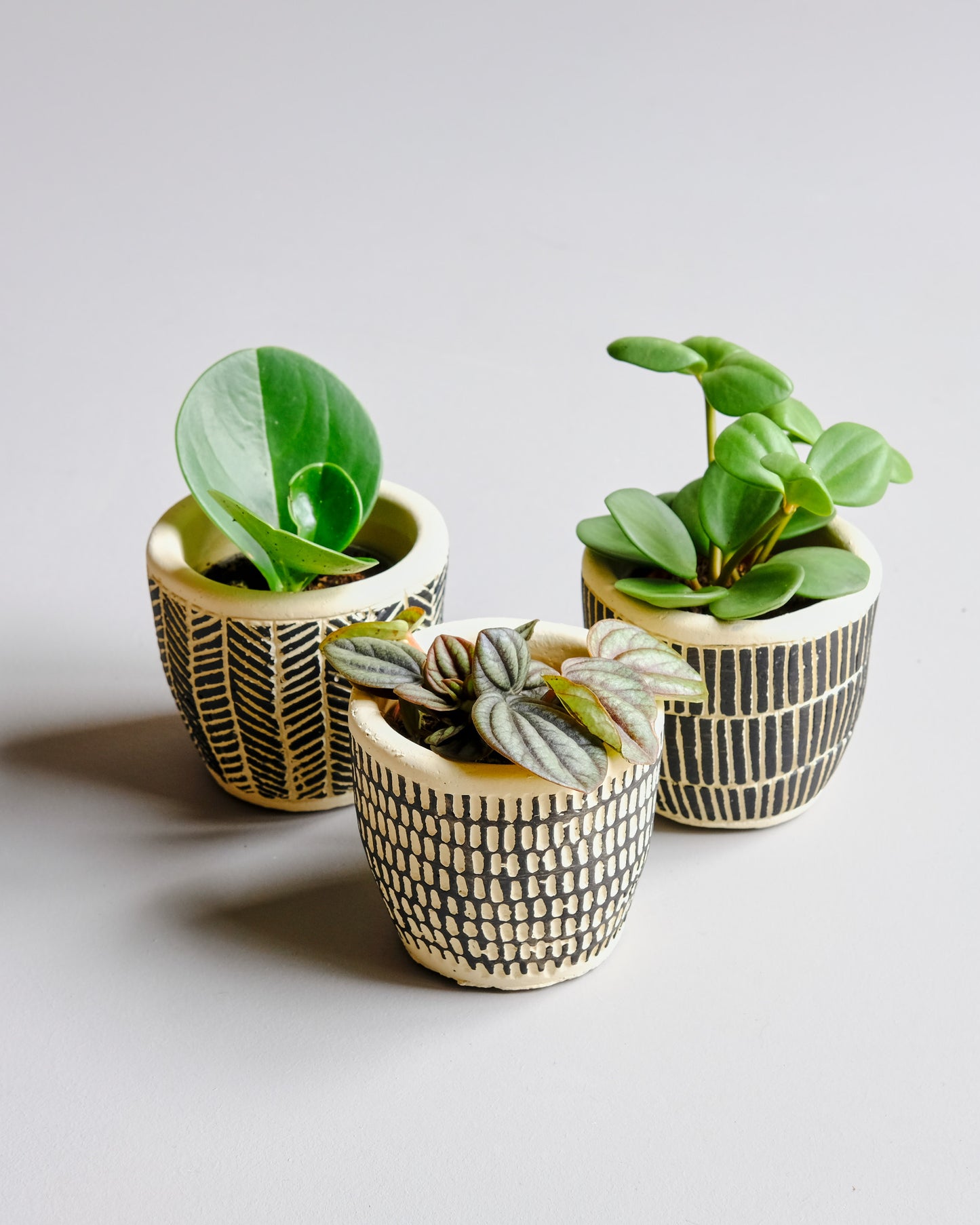 Peperomia Trio